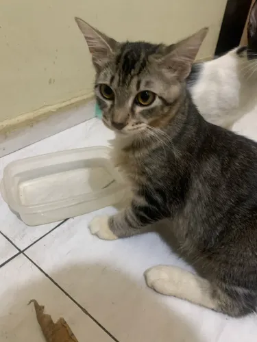 Gatinhos para doação 