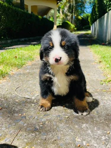 Bernese Mountain leal e inteligente.