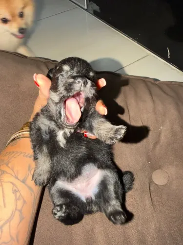 Spitz Alemão Lulu da Pomerânia Fêmea Preta Disponível para Reserva