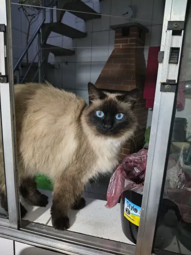 Gata para doação