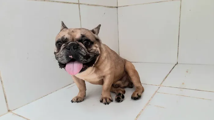 Buldog francês macho adulto. 