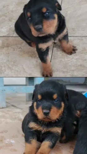 Filhotes de rottweiler volta redonda 
