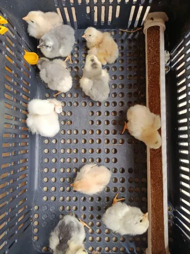 15 Pintinhos caipira com 10 dias de vida