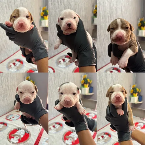Filhote de Pitbull disponível