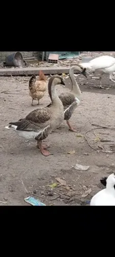 OVOS DE GANSO SINALEIRO PARDO