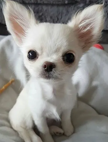 Chihuahua branco lindo 