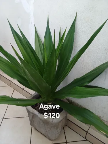 Lindas plantas