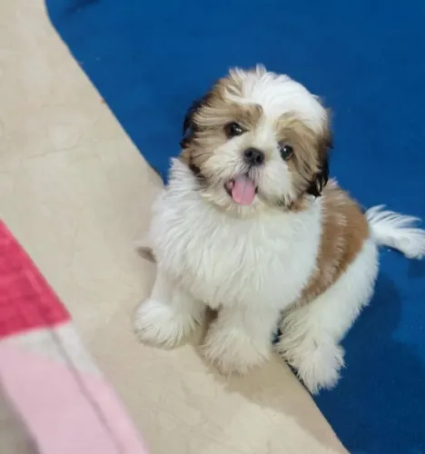 Filhote shih tzu, Seus dias nunca mais serão os mesmos com um filhote ao seu lado!