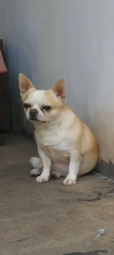 CHIHUAHUA CANIL