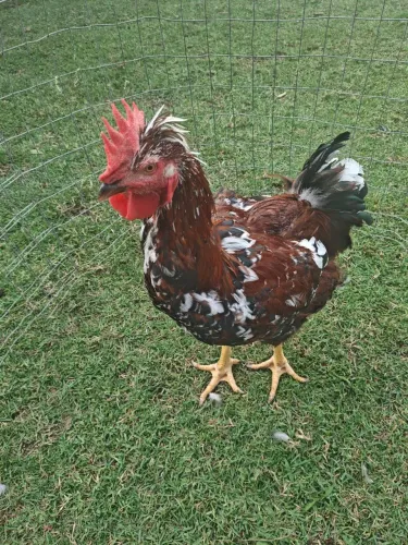 frangos e frangos galinha balão gsb