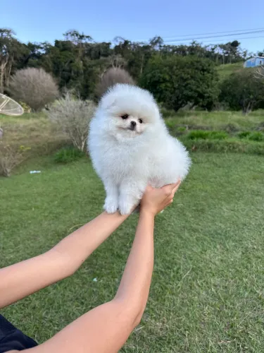 LULU DA POMERANIA (SPITZ ALEMÃO)URSINHO!!!