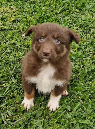 Border Collie