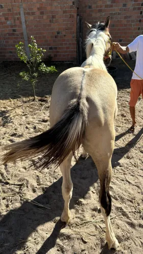 Potra 1/2 sangue PaintHorse