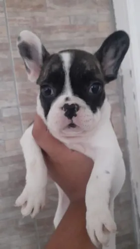 Filhote de bulldog francês o pequeno companheiro cheio de charme 