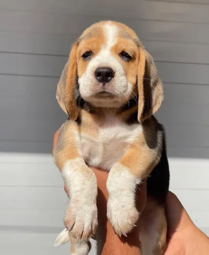 Filhotes de Beagle | Uma companhia canina para acompanhar seus novos projetos!