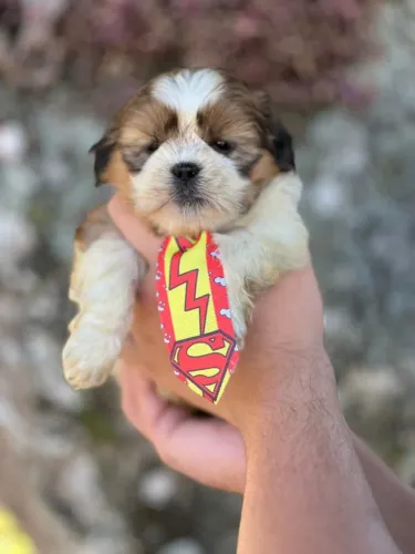 Shih Tzu com características marcantes da raça