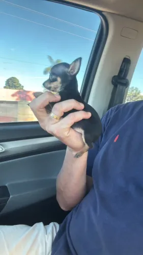 Pinscher 0