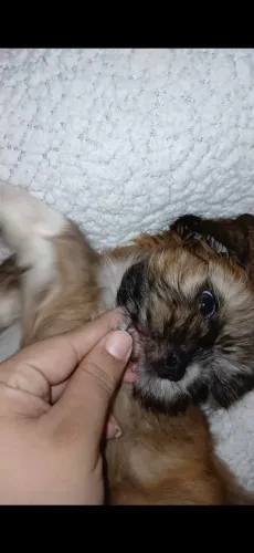 Vendo Shih tzu 