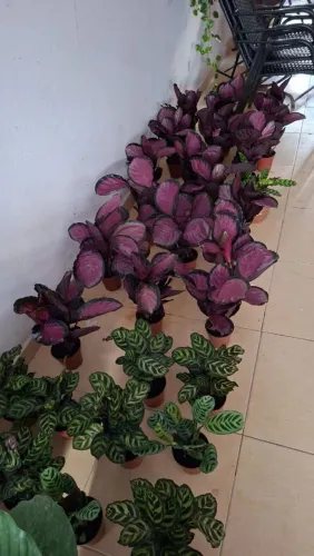 Plantas
