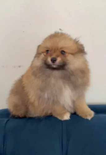 Lulu da Pomerânia Spitz alemão