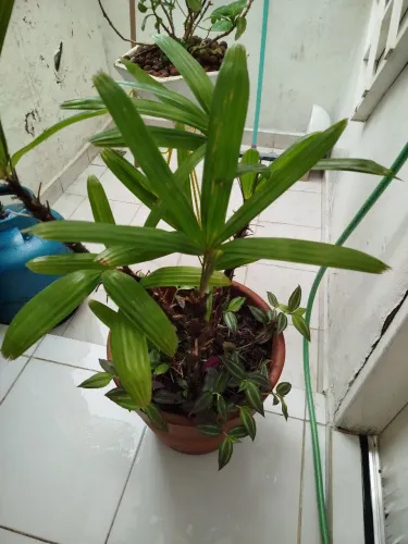 Vaso de planta palmeira grande 