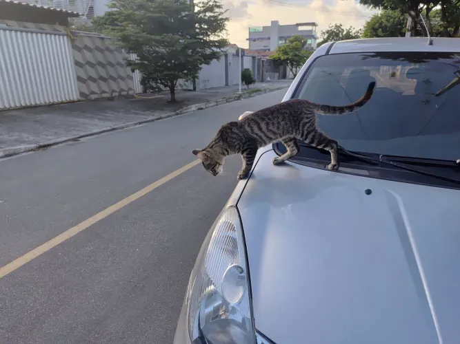 Gatinho para adoção 