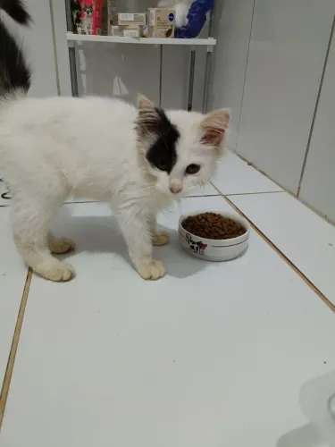 Gato