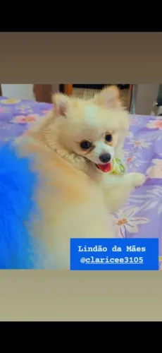 Lindos luluzinho a venda
