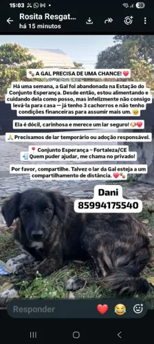 Linda cadelinha dócil pra adoção 
