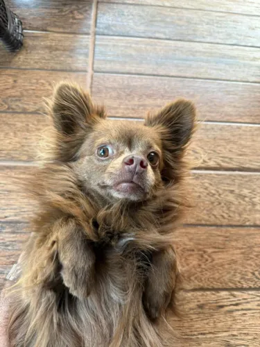 Chihuahua procura namorada
