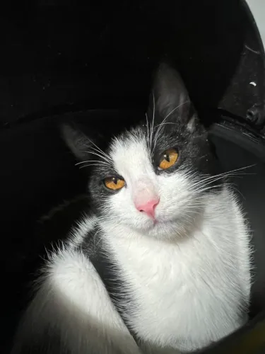 Filhotes de gato pra doação