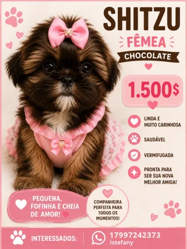 Shitzu fêmea aceito dinheiro pix e cartão , entrego ?