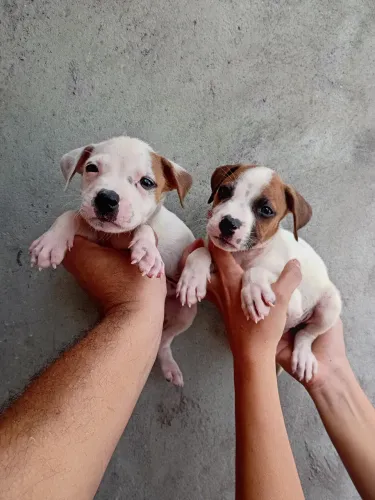 Pitbull tradicional filhotes com 1 mês valor 300 cada.