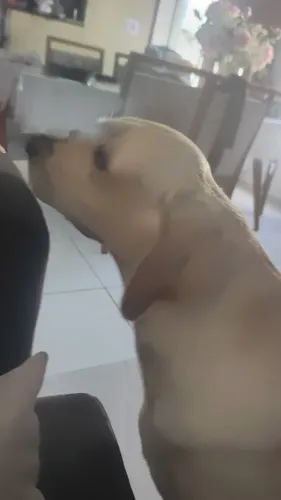 Labradora para adoção responsável 