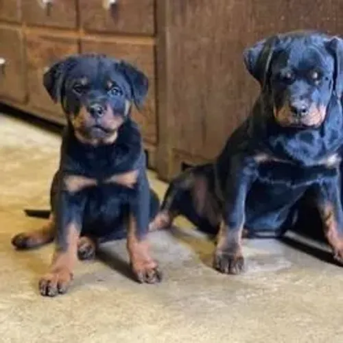 Rottweiler,Rottweiler Filhote Disponível Entrega Facilitada