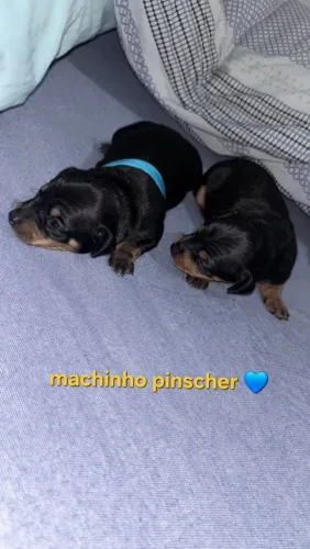 Pinscher macho