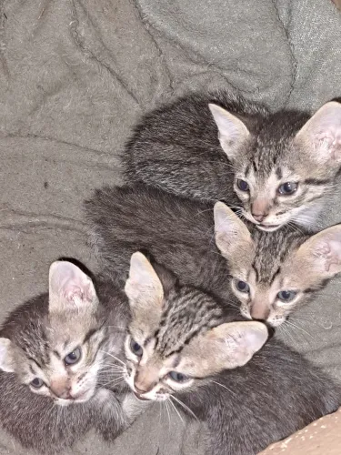 Doa-se Gatinhos 