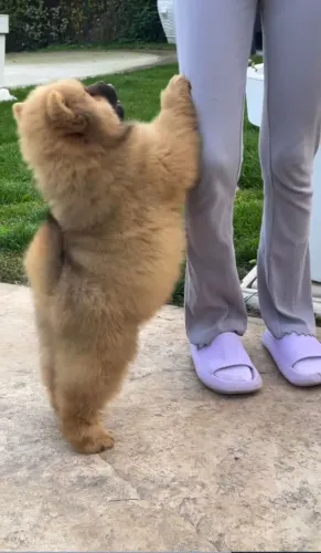 Elegante, forte e muito carinhoso: assim é o Chow Chow.