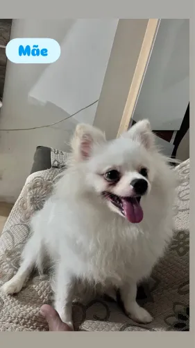 Spitz alemão