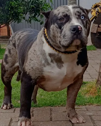 Vendo cobertura Pit Monster American Bully 