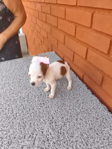 Pinscher mini super fofos disponíveis