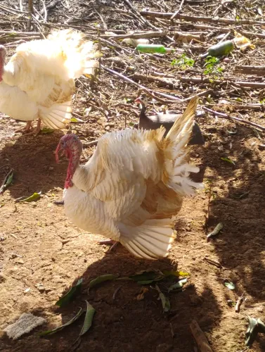 Perú
