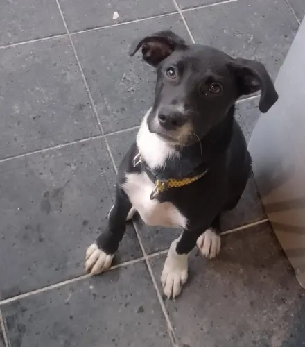 Doação de cachorro