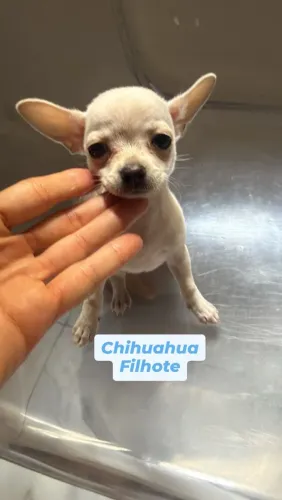 Filhote de cachorro
