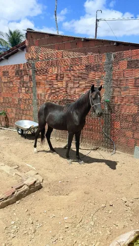 Poutro mangalarga