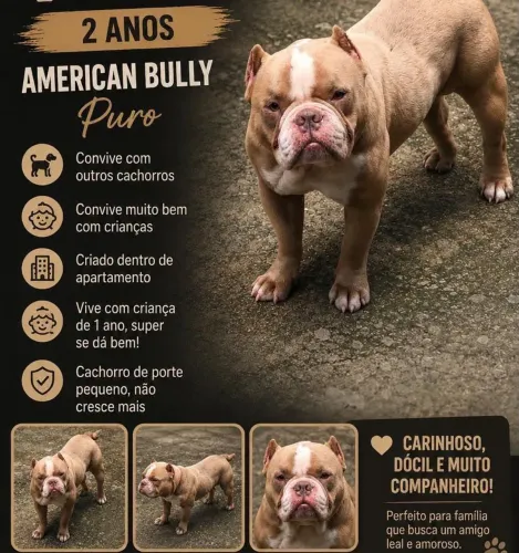 América bully