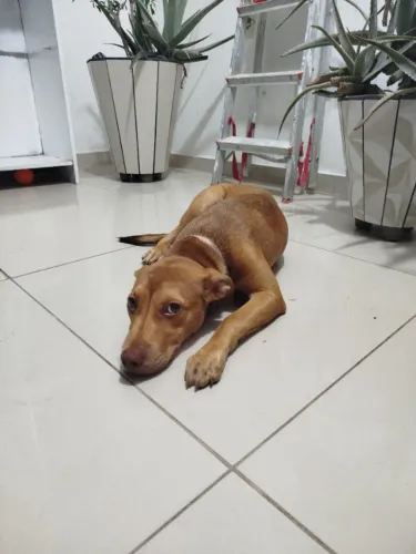 Adoção - Cachorro fêmea