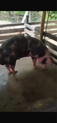 Porcos de raça