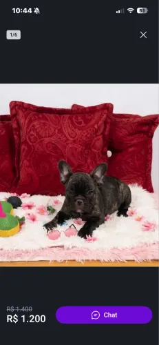 Doação de buldogue francês