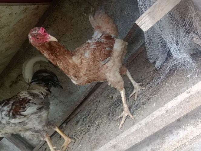 Vendo frangos e frangas!!